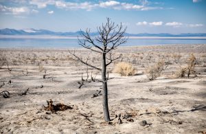 Odpady ulegające biodegradacji lekiem na pustynnienie gleb
